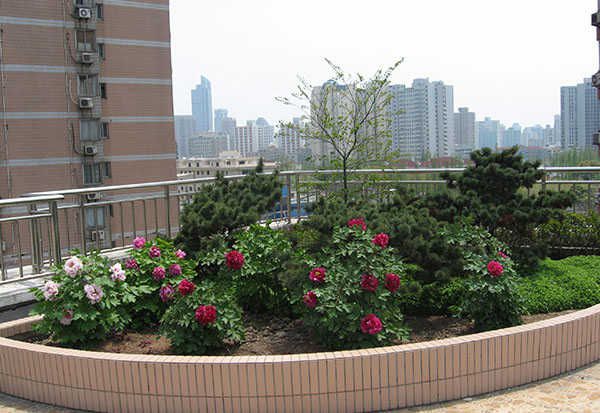 上海屋顶牡丹