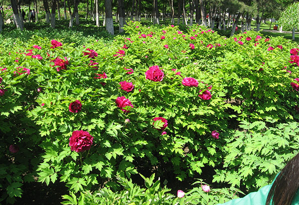 长春牡丹园