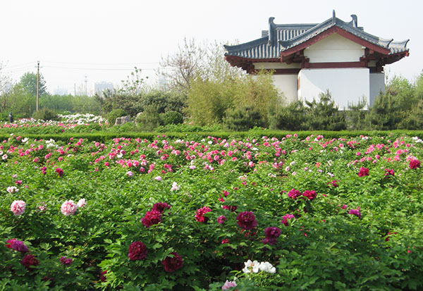 隋唐遗址牡丹园