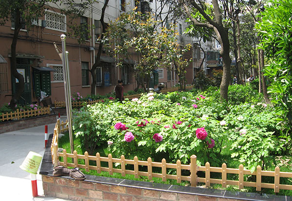 上海庭院牡丹园
