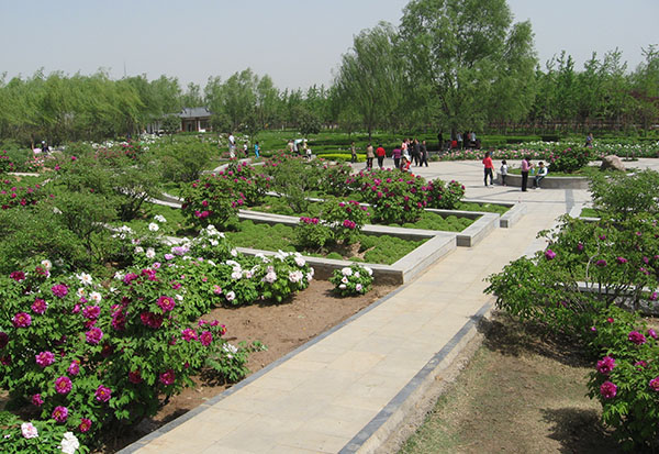 隋唐遗址牡丹园